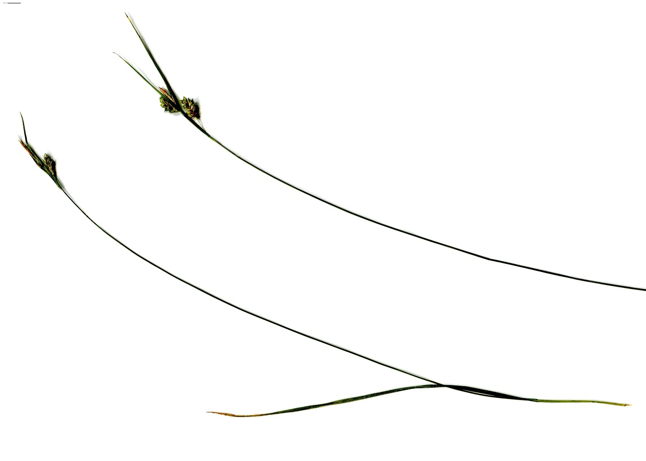 Carex pallescens (Cyperaceae)
